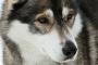 愛犬が死んだ二年後に全身真っ白のでっかい狛犬みたいな狼が夢に出た。一目見てそれが愛犬だと気づいた。【再】