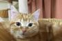 【ねこ画像】2ヶ月経つと顔つきも変わる、4歳の甘えん坊ねこ、黒アメショ ほか【再】