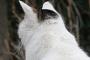 「いや、猫はこの間死んだはずだ」【再】