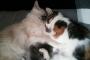 【ねこ画像】なかよくごろごろ、仰向けくろしろ、ぐっすりこねこ ほか【再】