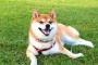 シバイヌが警察犬になれない理由