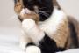 【ねこ画像】頬杖ねこ？、ねこサイズおふろ？ ほか【再】