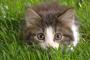 【ねこ画像】こねこがぞう、箱でまったり ほか【再】