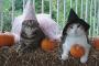 【ねこ画像】ハロウィンとねこ【再】