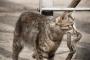 ねこ「えものつかまえたよ！」【再】