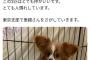 【画像】「結婚するから飼ってたワンコとにゃんコ手放します♪」（施設にポイッ）←批判殺到