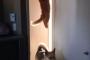 【ねこ画像】どこ行った？、ぬいぐるみぎゅっ！ ほか【再】