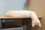 【ねこ画像】ねこはほんとうにねこなのか【再】