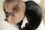 【ねこ画像】ニャンモナイト、鼻提灯 ほか【再】
