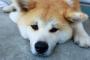 【悲報】犬を飼ってる日本人が減った原因、ついに判明する・・・・・