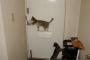 【ねこ画像】扉を開けるねこ、ねことプラズマボール ほか【再】