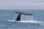 日本人「クジラを食わせろおおおおおお！！！（残すけどなｗ）」世界中「いたずらに命を奪うな！」