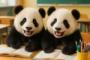 中国人「私が好きな日本語の言葉がこちら」　中国人「この言葉の響きに安心感を感じる」「なけららららない」