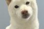 いいかい学生さん、柴犬を、白い柴犬を飼いなよ