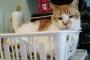 【ねこ画像】かごに入ったねこ、ひっくりかえりねこ ほか【再】