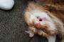 【ねこ画像】ごろごろねこ、バナナに警戒 ほか【再】