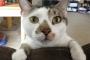 【ねこ画像】ねだってきそうｗ、かいだんのねこ ほか【再】