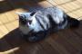 【ねこ画像】窓辺で香箱、ふかふかごろごろ ほか【再】