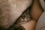 【ねこ画像】腕の中のねこ、おやこ？ ほか【再】
