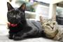 ヌコの為にデジイチ買ったんですが、黒猫は撮るの難しいですなあ