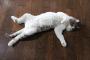 【サマーカット】猫毛を刈っちゃいました。そしたらもふもふがモコモコモコ・・・・【画像】