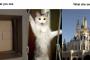 【画像】お前らにはただの物でも、猫にとっては違うんだ。
