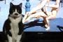 実家から猫の写真が送られてきたけど後ろの映像がおかしすぎるｗｗｗｗ