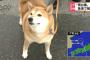 【画像】台風の中賢そうな柴犬が放映される
