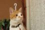 猫　『　？　』