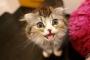 猫「ま～ん(笑)」 女「ハァ！！！？？？！？！！？」
