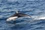 韓国人「世界的非難を受けている日本が捕獲したイルカを、韓国の水族館がトルコの水族館に再輸出‥イルカロンダリングでは無いか？と問題に」