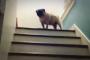 【動画】この犬、やっぱり階段の登り方変じゃね？　