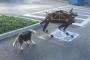 四足歩行ロボット「スポット」が犬とのバトルに挑む…Google！