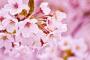 桜の原産地論争、王桜（染井吉野）は「済州産」　100年以上続く議論やめて、花を楽しもう