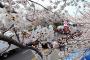 韓中日の原産地論争、王桜（染井吉野）は「済州産」　～100年以上続く議論やめて、花を楽しもう　←　DNAが違うのに認めないだけじゃん