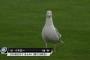 オリックス、チーム防御率７.０２