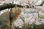 【広島】桜の樹の下には…猫！　千光寺公園の桜が満開