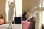 バレリーナのような日本の猫が話題に → 海外「バレエ・キャットだ！」