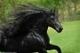 【画像】世界一カッコイイ全身漆黒の馬がリアル黒王号ｗｗｗ