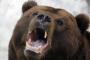 【クマ事件】山中で遺体が発見される…とんでもないことに…2ch「熊が人間の味を覚えちまったな」