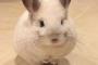 【可愛い】ネズミ？　ウサギ？　いいえ、チンチラです！