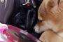 ウチの柴犬は俺がバイクに乗る素振りを見せるとメットやグローブを押さえこんで外出を阻止しようとする　バイク乗りの犬 ＠おーぷん