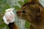 猫「なるほど、薔薇だな」