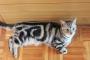 【画像】テレビのリモコンサイズだった子猫が……ﾃﾞｯｶｸﾅｯﾁｬｯﾀ!!