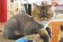 猫『私の毛を沿ってお前は満足したか？』【画像】