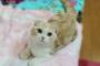 こういう猫がかわいいと思えないんだが