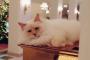 ぱるる、インスタにフランス・パリの有名ホテルの看板猫をあげる！　ま・まさか・・・【しかもこの猫ぱるるそっくり】
