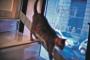 【画像】ハンガリーの猫喫茶をちょっと覗いてみた。