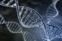 【科学】ヒトDNAをX線から守るクマムシ由来のタンパク質を発見、東大研究