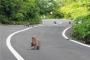 沖縄に集まったサヨク活動家たちが猿そっくりだと話題に
